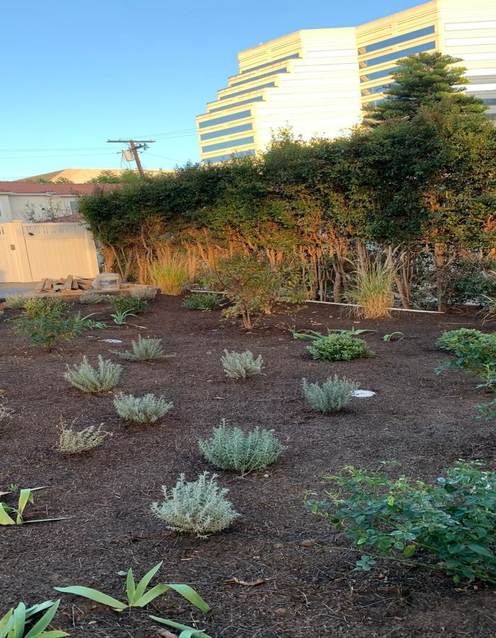 Installation of Irrigation system, trees and plants